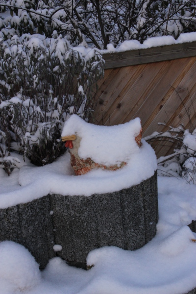 Huhn im Schnee IMG_0946