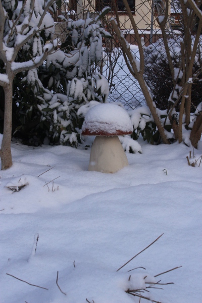 Pilz im Schnee IMG_0943